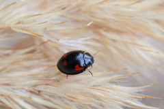 Exochomus quadripustulatus