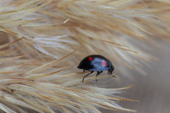 Exochomus quadripustulatus