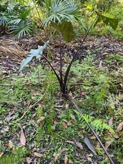 Philodendron erubescens