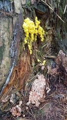 Fuligo septica