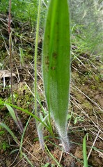 Caladenia alata