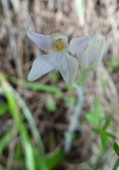 Caladenia alata