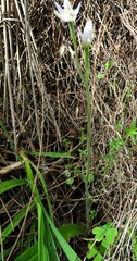 Caladenia alata
