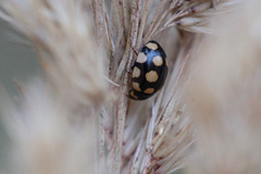 Coccinula quatuordecimpustulata