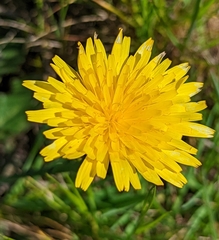 Hypochaeris radicata