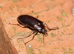 Lepispilus stygianus