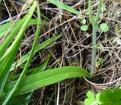 Caladenia alata