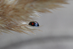 Exochomus quadripustulatus