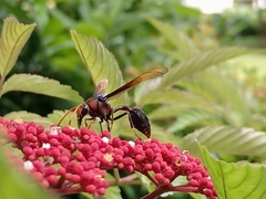 Delta pyriforme circinale