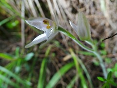 Caladenia alata