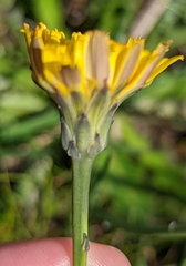 Hypochaeris radicata