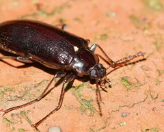 Lepispilus stygianus