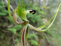 Caladenia tentaculata