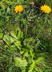 Hypochaeris radicata