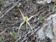 Caladenia capillata