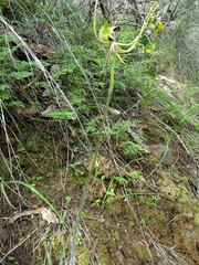 Caladenia tentaculata
