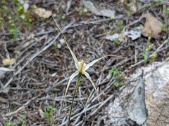 Caladenia capillata