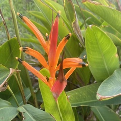 Heliconia psittacorum