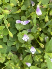 Torenia crustacea