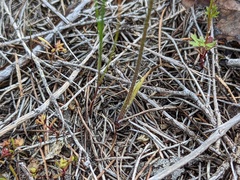 Caladenia capillata