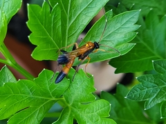 Ctenochares bicolorus