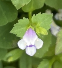 Torenia crustacea
