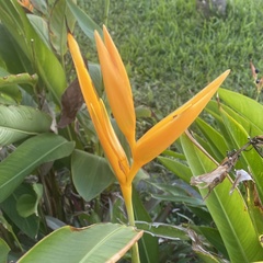 Heliconia psittacorum