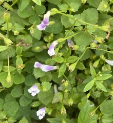 Torenia crustacea