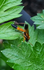 Ctenochares bicolorus