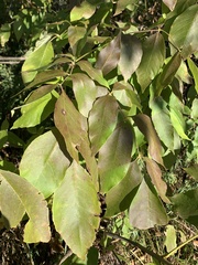Melioides
