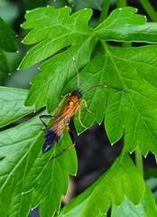 Ctenochares bicolorus