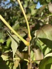 Melioides