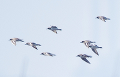 Charadrius leschenaultii
