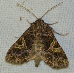 Sideridis rivularis