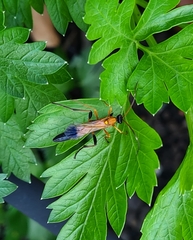 Ctenochares bicolorus