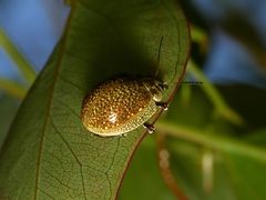 Paropsisterna cloelia
