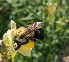 Bombus impatiens