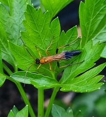 Ctenochares bicolorus