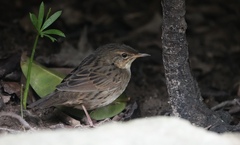 Locustella lanceolata