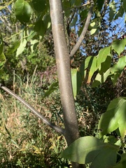Melioides