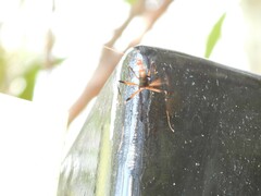 Leptomyrmex cnemidatus