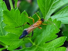 Ctenochares bicolorus