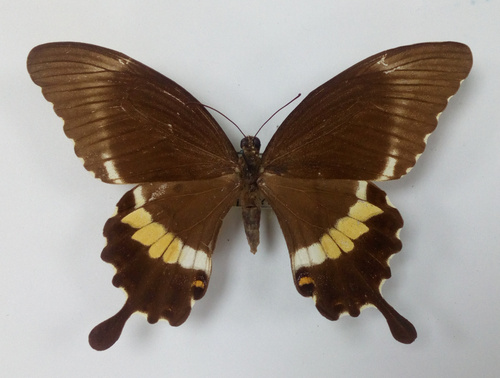 Hipponous swallowtail
