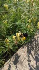 Bombus impatiens