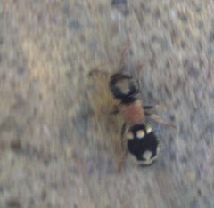 Ronisia barbarula