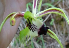 Caladenia tentaculata