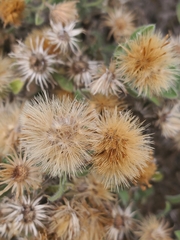 Heterotheca hirsutissima