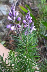 Comesperma