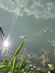 Aethriamanta gracilis