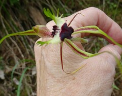 Caladenia tentaculata